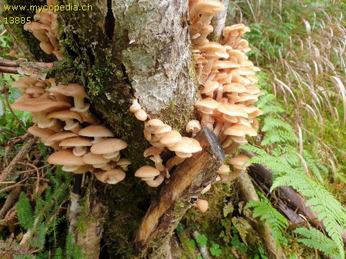 Armillaria borealis - 