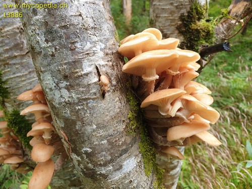 Armillaria borealis - 