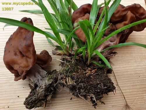 Gyromitra infula - 