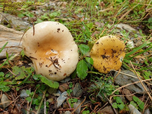 Russula ochroleuca - 