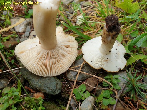 Russula ochroleuca - 