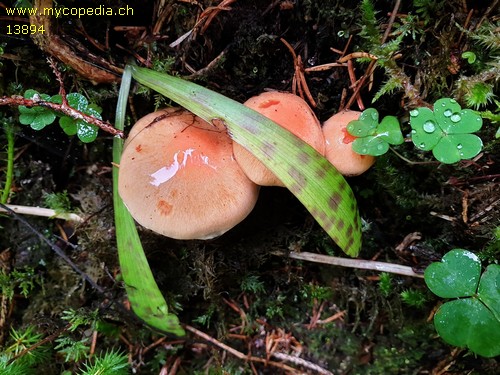 Pholiota decussata - 