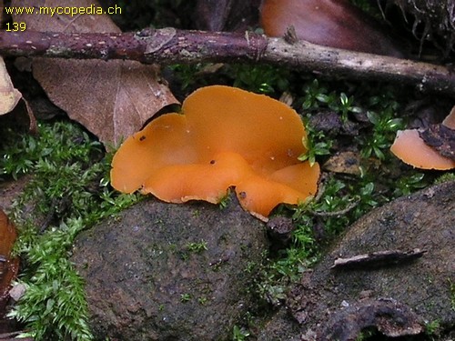 Aleuria aurantia - 