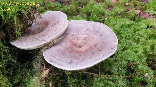 Lactarius trivialis - 