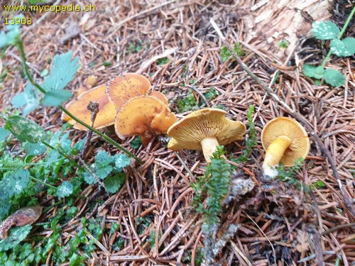 Calocybe chrysenteron - 