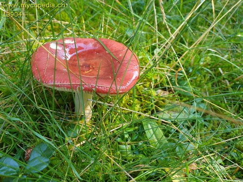 Russula paludosa - 