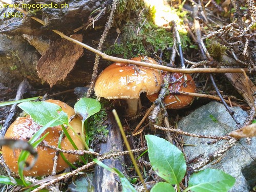 Pholiota lubrica - 