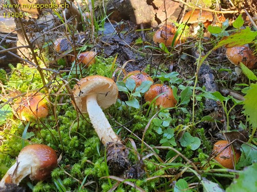 Pholiota lubrica - 