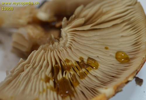 Pholiota lubrica - 