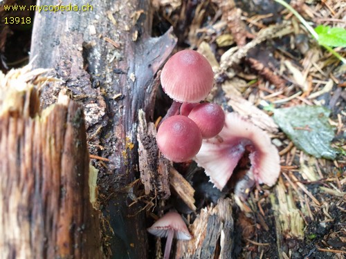 Mycena haematopus - 