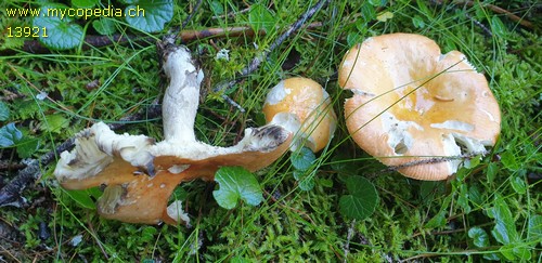 Russula decolorans - 