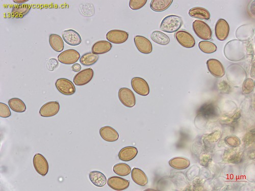 Pholiotina utricystidiata - 