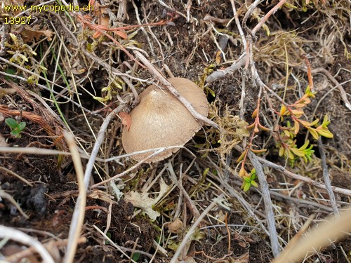 Entoloma porphyrophaeum - 