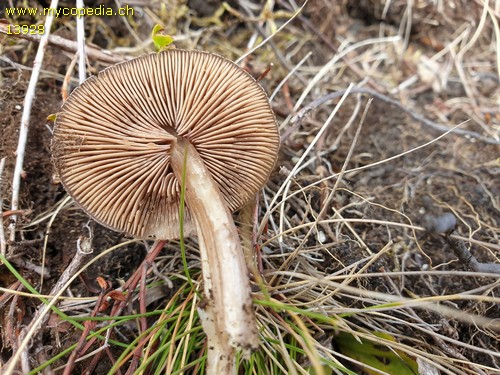 Entoloma porphyrophaeum - 