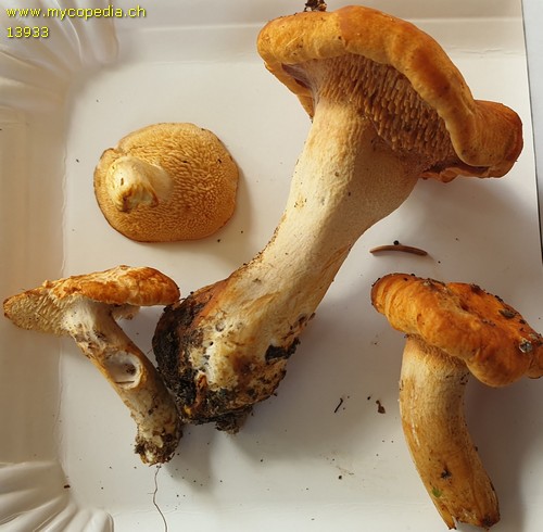 Hydnum rufescens - 