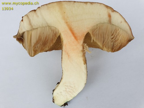 Leccinum vulpinum - 