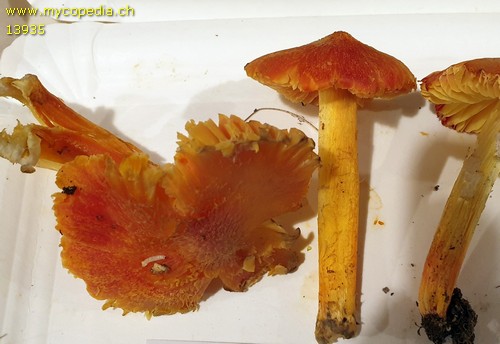 Hygrocybe intermedia - 