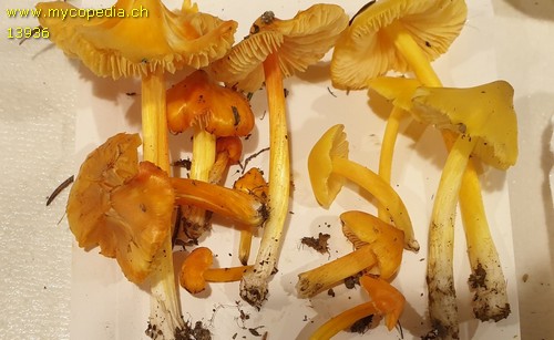 Hygrocybe acutoconica - 