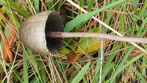 Panaeolus papilionaceus - 