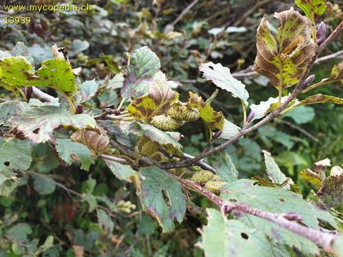 Alnus glutinosa - 