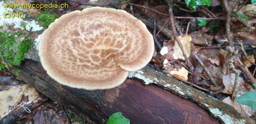 Polyporus tuberaster - 