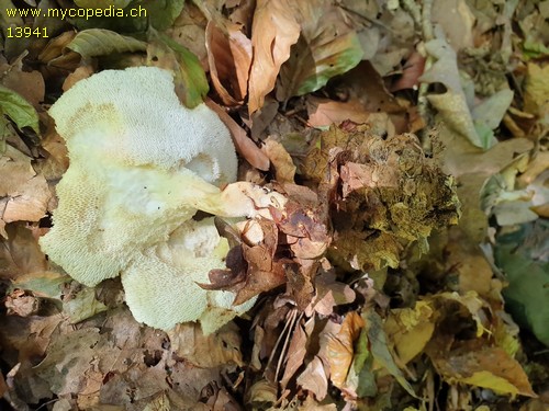 Polyporus tuberaster - 