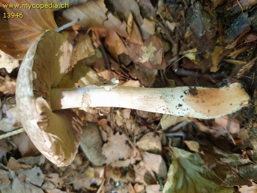 Agaricus impudicus - 