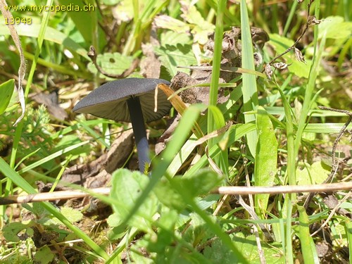 Entoloma chalybeum - 