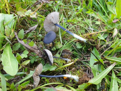 Entoloma chalybeum - 