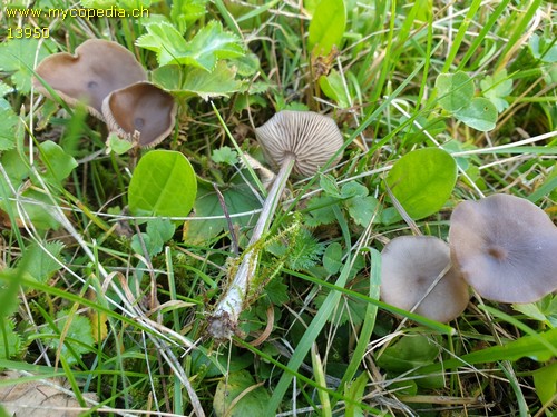 Entoloma - 