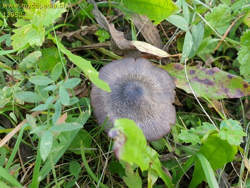 Entoloma chalybeum - 