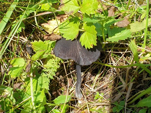 Entoloma chalybeum - 