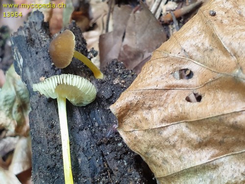 Pluteus romellii - 