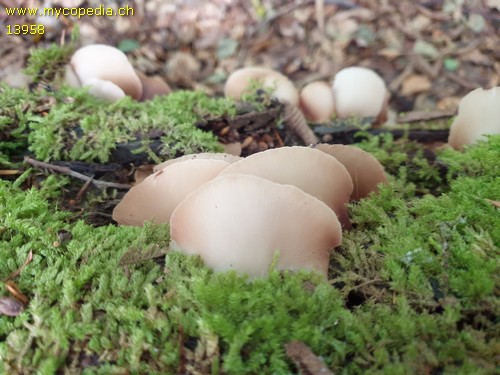 Crepidotus applanatus - 