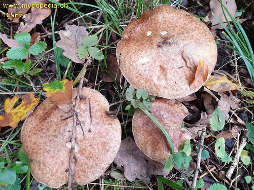 Suillus viscidus var. brunneus - 