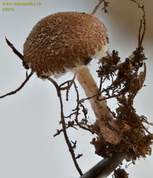 Lepiota echinella - 