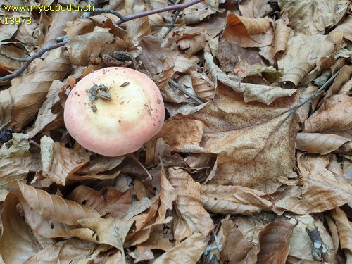 Russula rosea - 