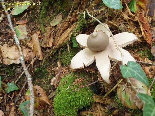 Geastrum rufescens - 