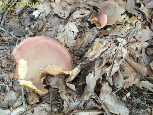 Hortiboletus rubellus - 