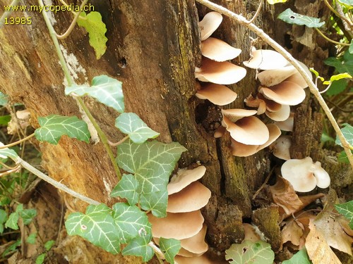 Crepidotus applanatus - 