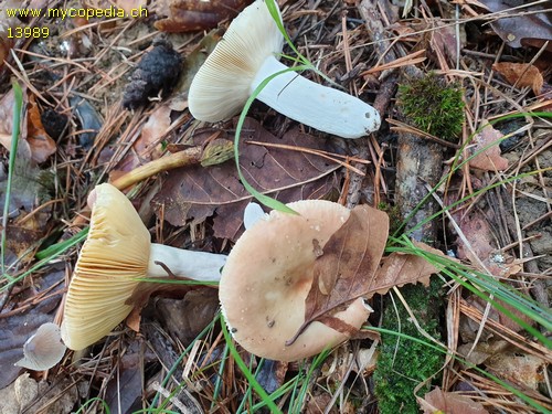 Russula cessans - 