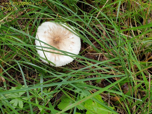 Lepiota affinis - 