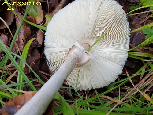 Lepiota affinis - 