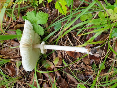 Lepiota affinis - 