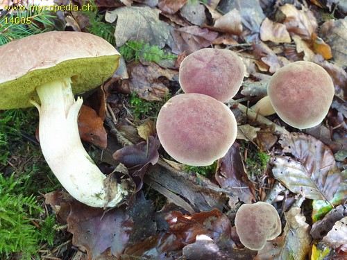 Xerocomus subtomentosus - 