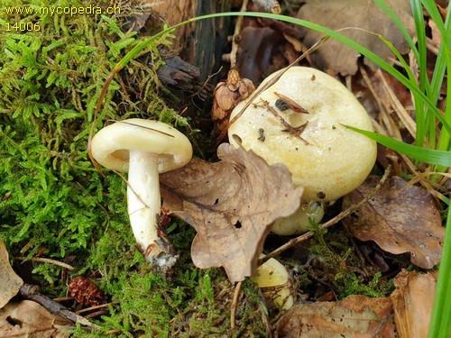 Lactarius flavidus - 