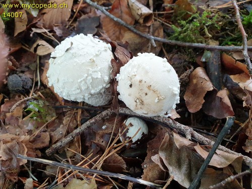 Lycoperdon mammiforme - 