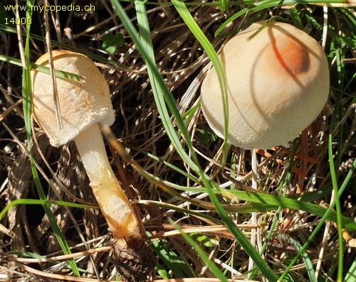 Lepiota clypeolaria - 