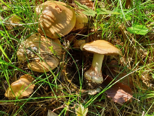 Cortinarius infractus - 