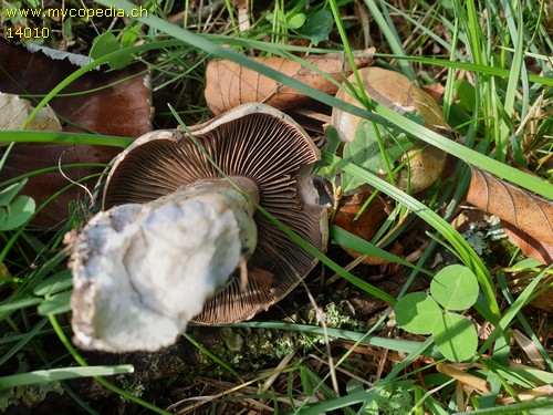 Cortinarius infractus - 